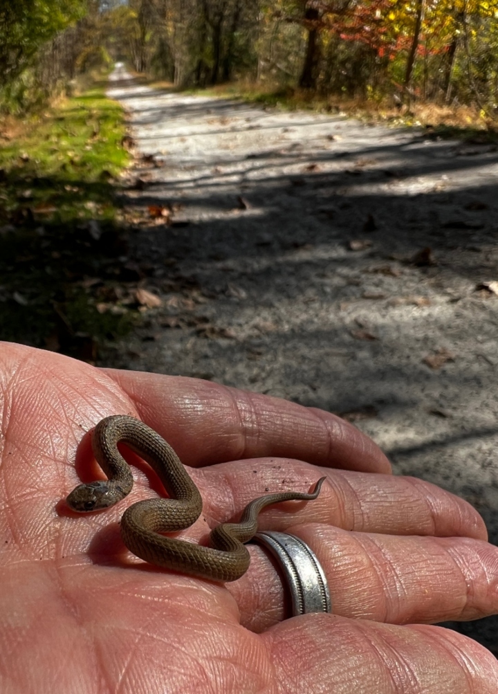 DeKay's Brown Snake